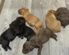 Cockapoo