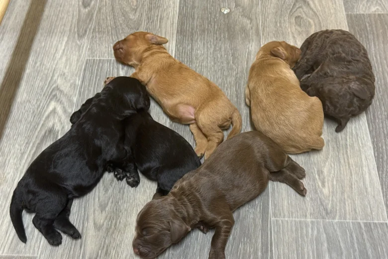 Cockapoo