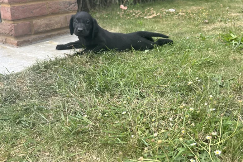 Labrador Retriever