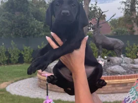 Labrador Retriever