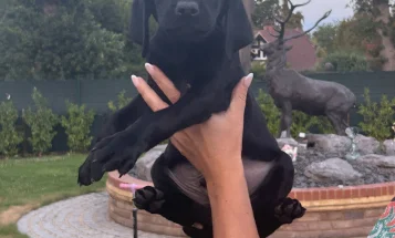 Labrador Retriever