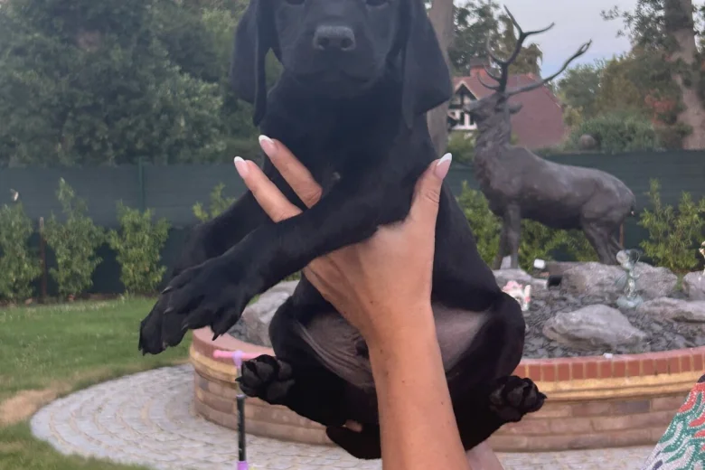 Labrador Retriever