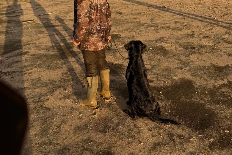 Labrador Retriever