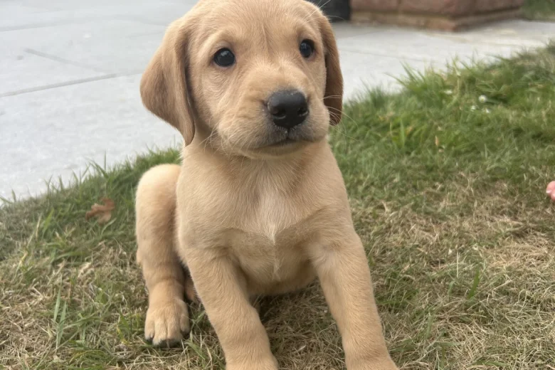 Labrador Retriever