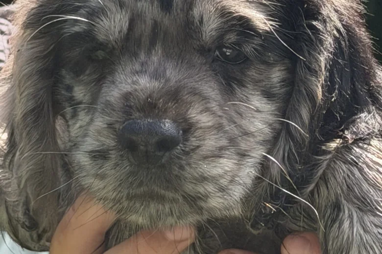 Cocker Spaniel (Working)