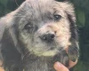 Cocker Spaniel (Working)