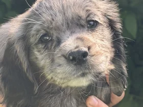 Cocker Spaniel (Working)