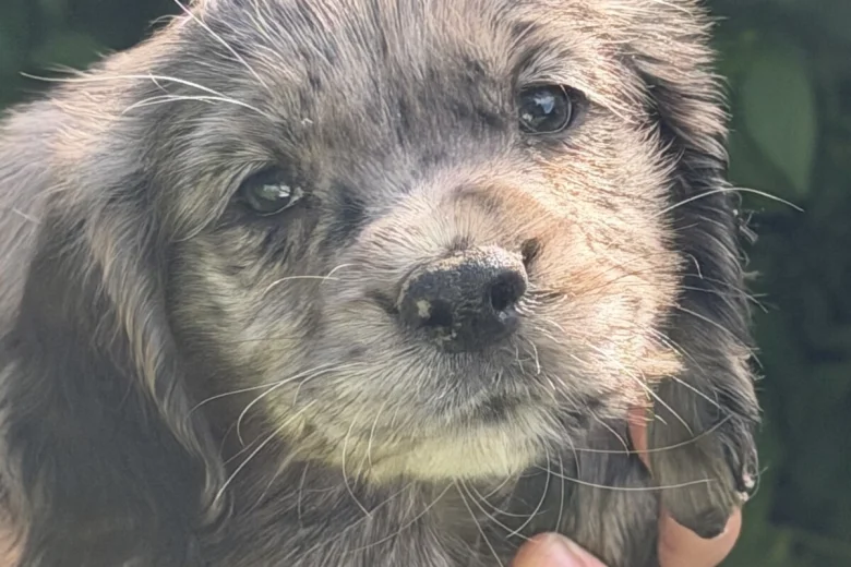 Cocker Spaniel (Working)