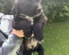 Cocker Spaniel (Working)
