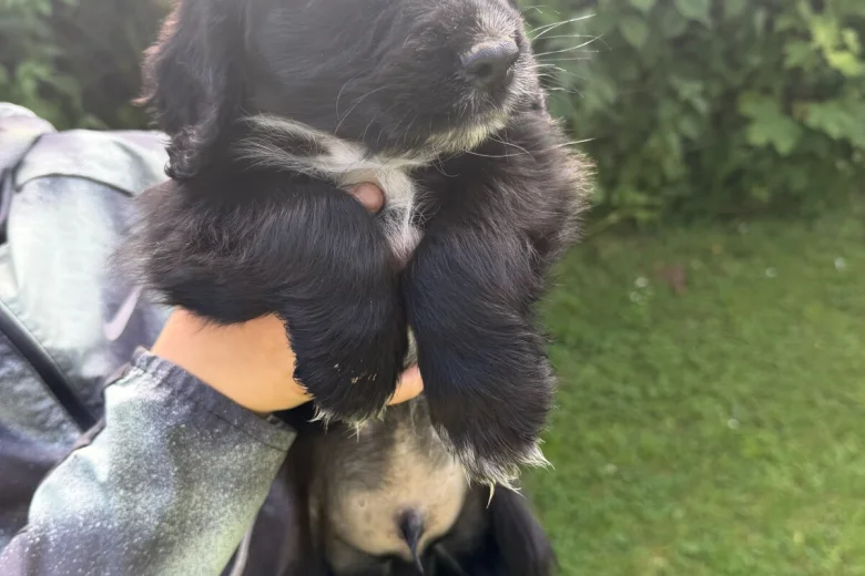 Cocker Spaniel (Working)