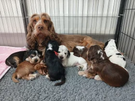 Cocker Spaniel (Show)