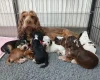Cocker Spaniel (Show)