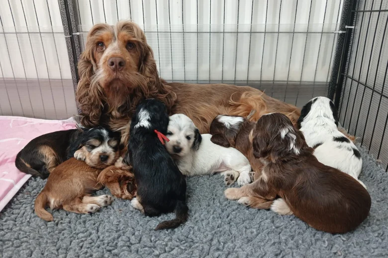 Cocker Spaniel (Show)