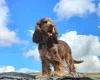Cocker Spaniel (Show)