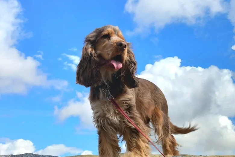 Cocker Spaniel (Show)