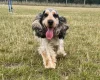 Cocker Spaniel (Show)