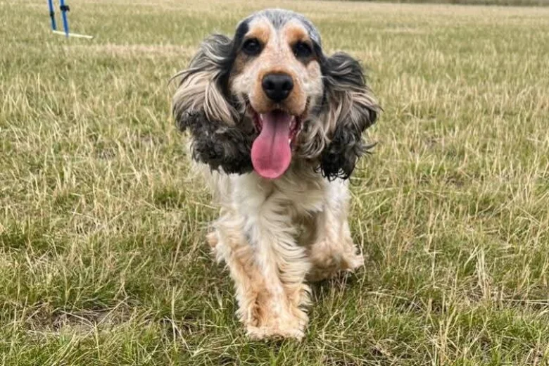 Cocker Spaniel (Show)