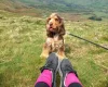 Cocker Spaniel (Show)