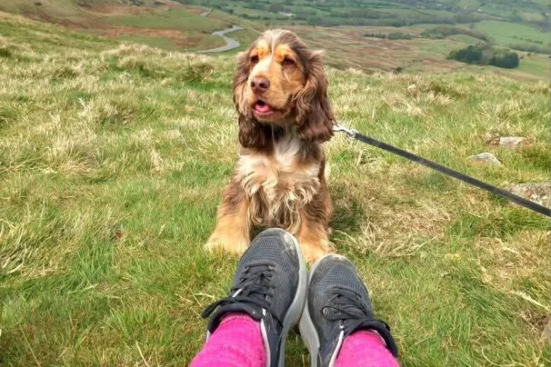 Cocker Spaniel (Show)