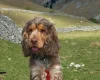 Cocker Spaniel (Show)