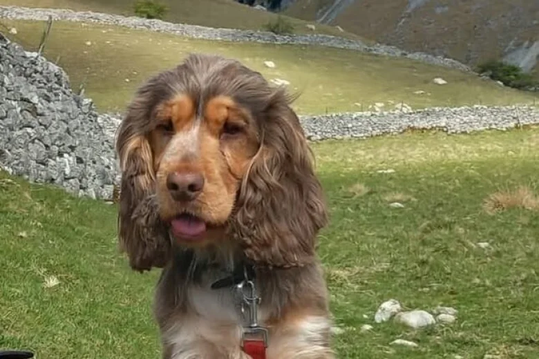 Cocker Spaniel (Show)