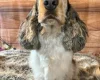 Cocker Spaniel (Show)