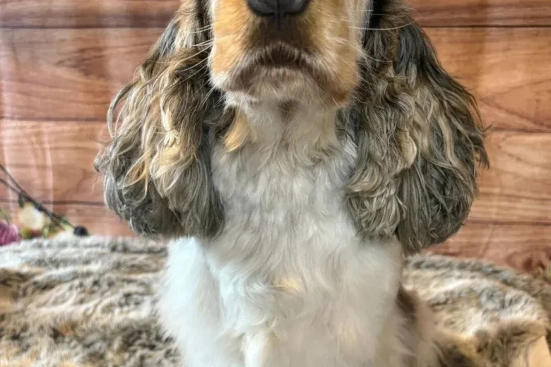 Cocker Spaniel (Show)