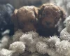 Cockapoo