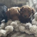 Cockapoo