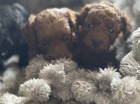 Cockapoo