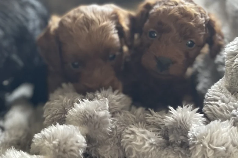 Cockapoo