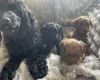 Cockapoo