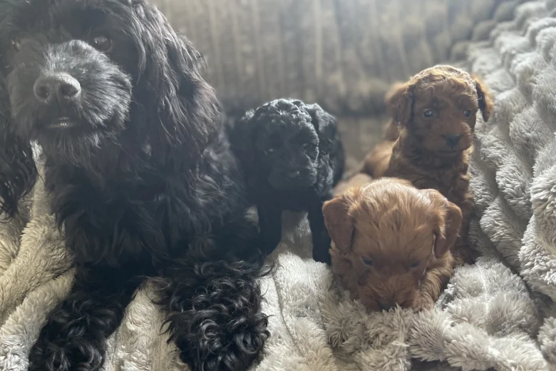 Cockapoo