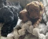 Cockapoo