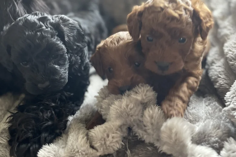 Cockapoo