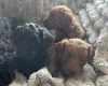 Cockapoo