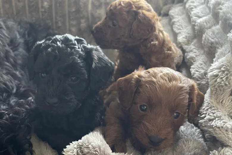 Cockapoo