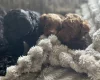 Cockapoo