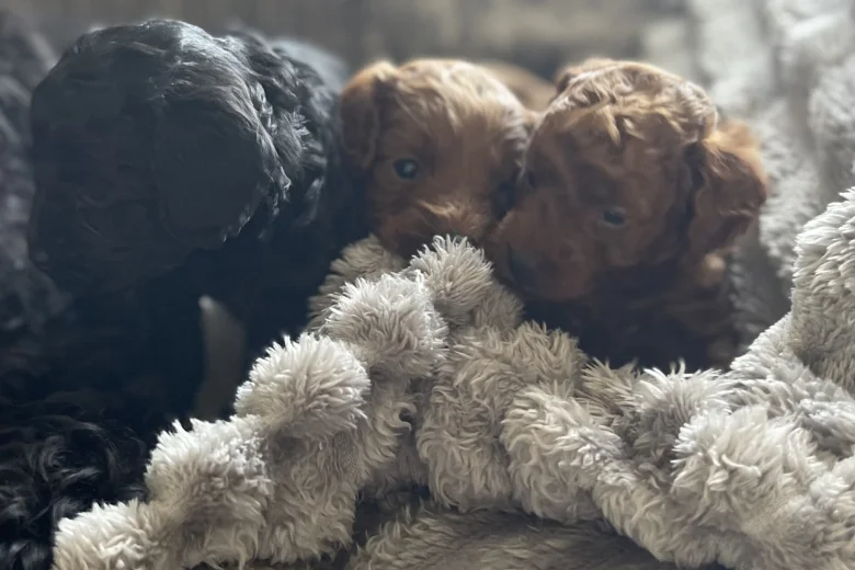 Cockapoo