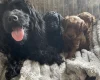 Cockapoo