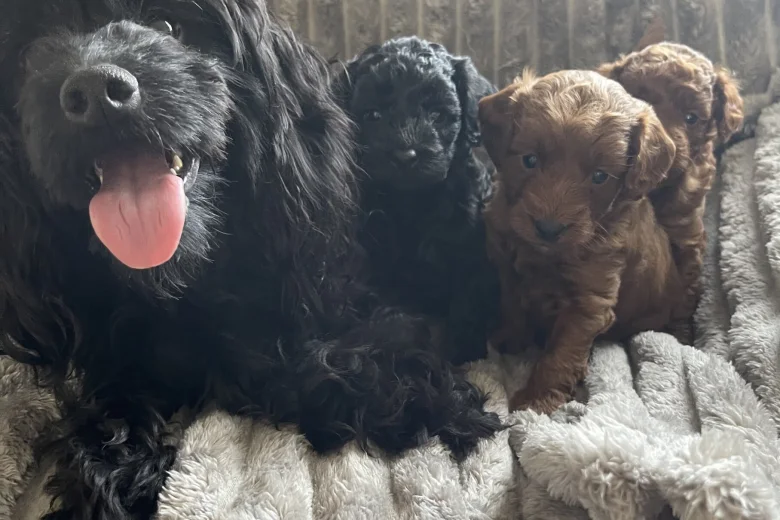 Cockapoo