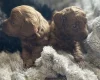 Cockapoo