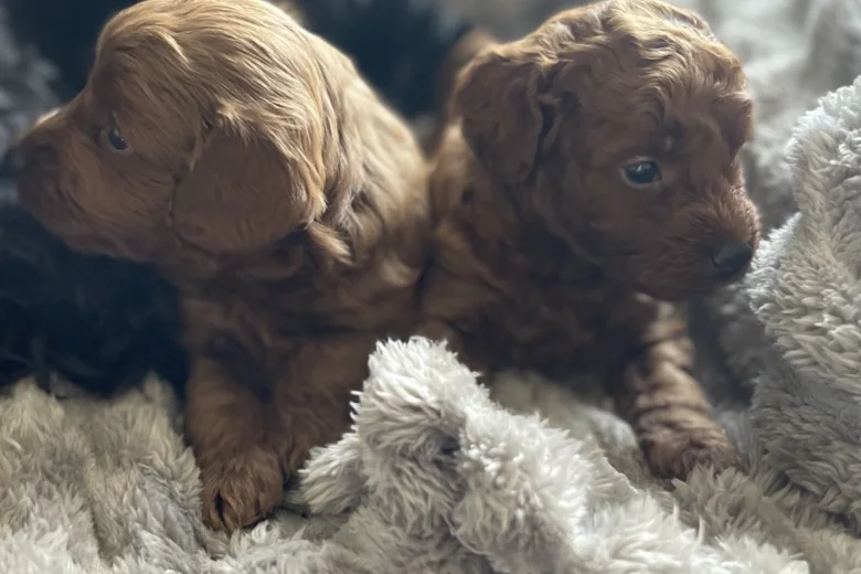 Cockapoo