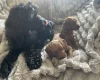 Cockapoo