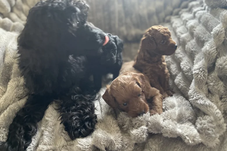 Cockapoo