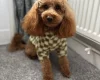Toy Poodle