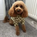 Toy Poodle