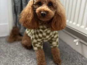 Toy Poodle