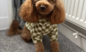 Toy Poodle