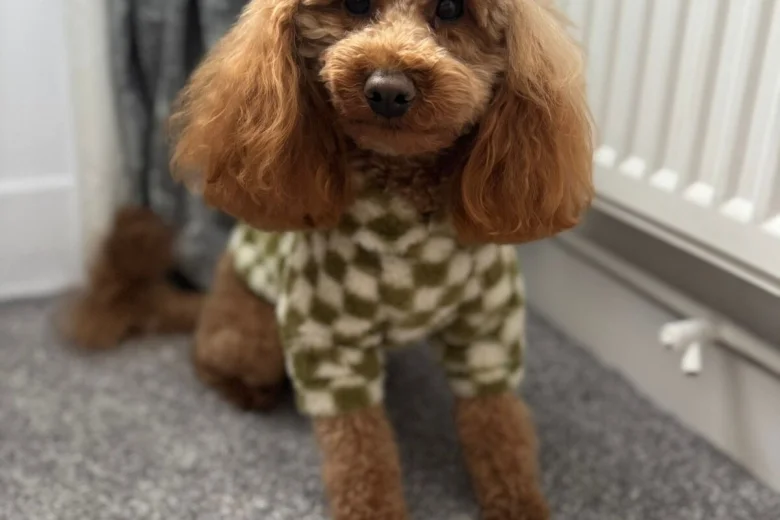 Toy Poodle